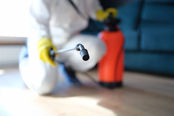 Trusted St Anthony, MN Mold Removal Experts