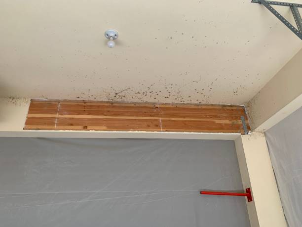 Best Mold-Related Health Consultation  in St Anthony, MN