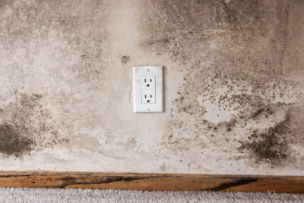 Best Mold Damage Restoration  in St Anthony, MN