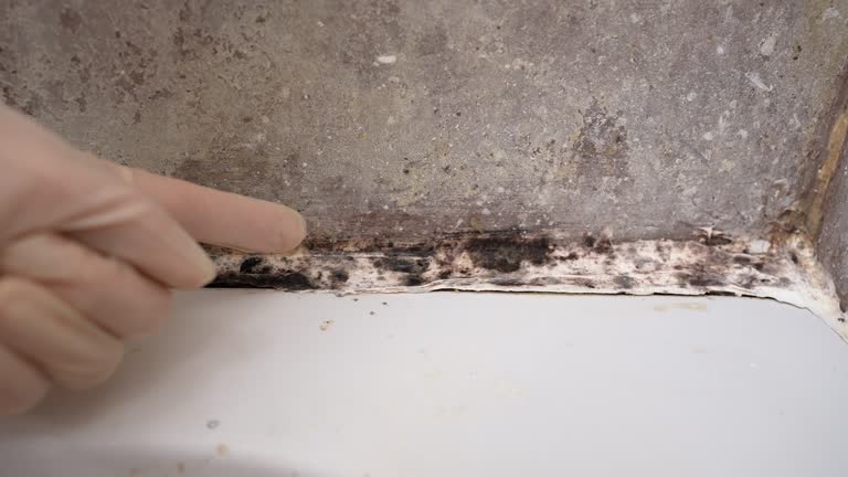 Best Water Damage & Mold Remediation  in St Anthony, MN