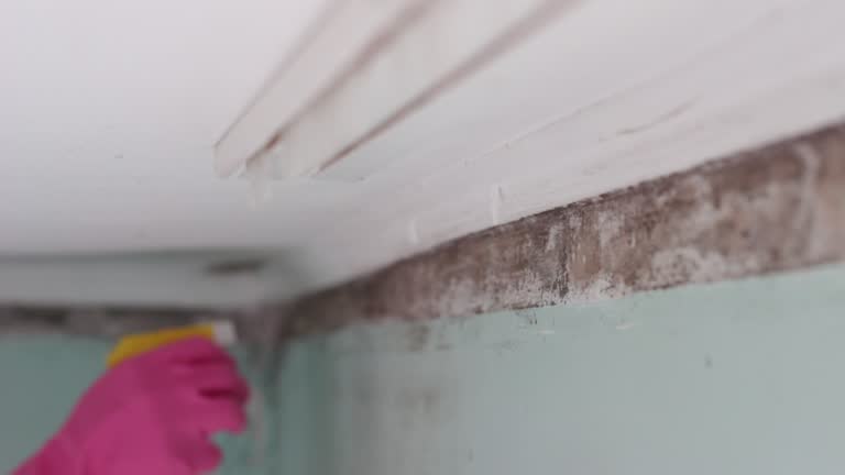 Best Forensic Mold Investigation  in St Anthony, MN